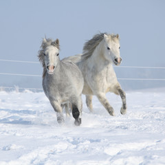 Fototapeta na wymiar Dwa wspaniałe ponnies działających razem w zimie