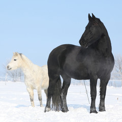 Black horse and white pony together