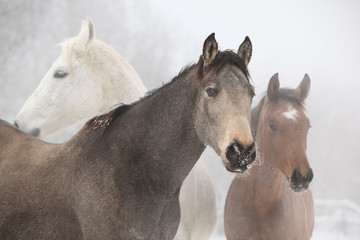 Obraz na płótnie Canvas Partia koni w zimie
