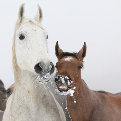 Mare with foal in winter