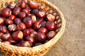 Chestnuts in the basket