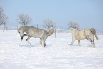 Fototapeta na wymiar Dwa wspaniałe ponnies działających razem w zimie
