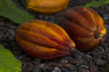 Einige Kakaoschoten liegen auf Kakaobohnen