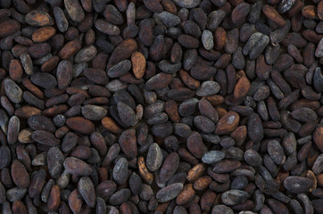 Fermentierte Kakaobohnen Closeup