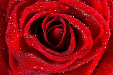 Macro of  red rose with water droplets.