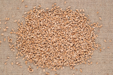 Wheat grains in a sacking