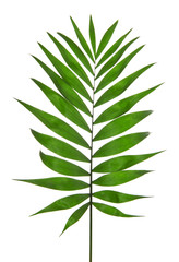 Green Leaf Palm Tree (Howea )