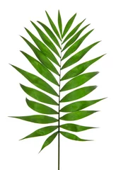 Papier Peint photo Monstera Green Leaf Palm Tree (Howea )
