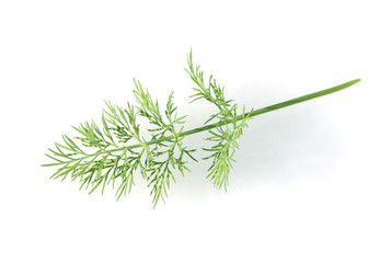 Dill, Anethum, graveolens, Dillblaettchen,