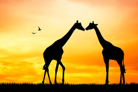 Giraffes At Sunset