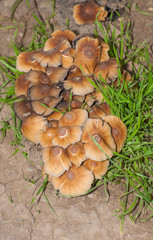 mushrooms outdoor