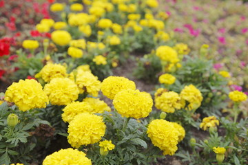 Obraz premium マリーゴールド Marigold flowers