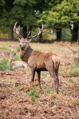 Red deer stag during rutting season in Autumn