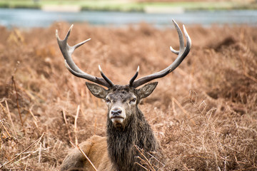 Red deer stag during rutting season in Autumn