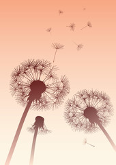 vector dandelions in sepia with flying seeds