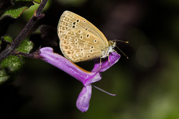 The little butterfly.