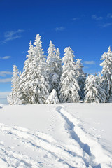 Winterwunderland - 58860388