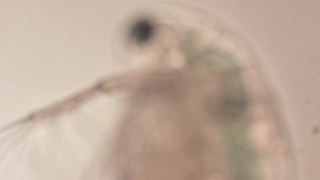 water flea microorganism under a microscope rack focus