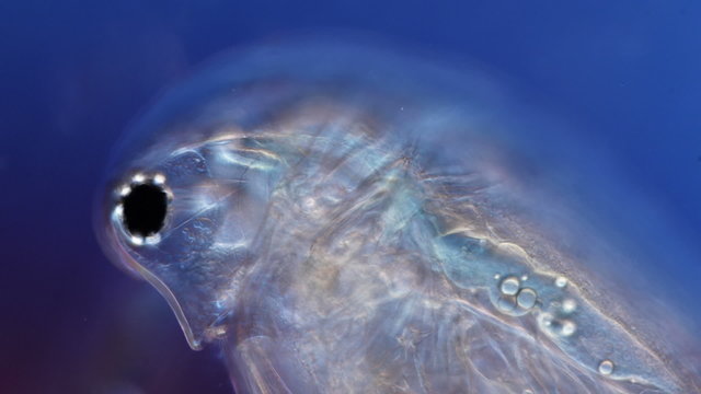 water flea microorganism under a microscope rack focus