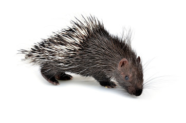 baby porcupine isolated