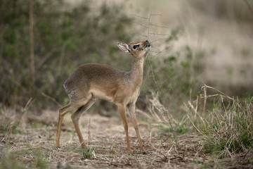 Kirk's dikdik, Rhynchotragus kirki
