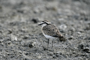 Kittlitz's plover, Charadrius pecuarius