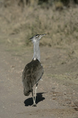 Kori bustard, Ardeotis kori