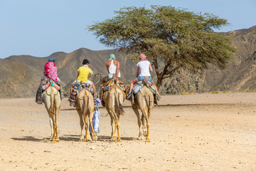 camel tour