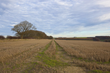Fototapeta premium autumn stubble field