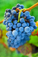 Blaue Weintraube am Rebstock im Weingarten