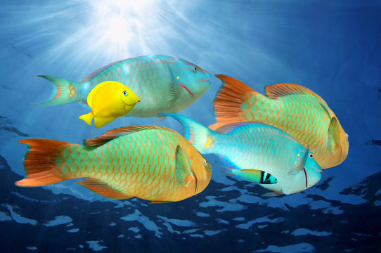Colorful tropical fish (parrotfish) with sunlight underwater Caribbean sea