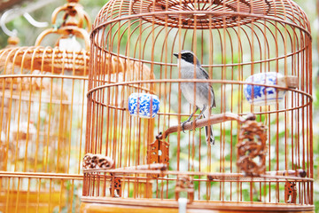 Bird in cage
