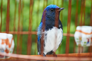 Bird in cage