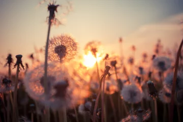 Abwaschbare Fototapete Pusteblume Echtes Feld und Löwenzahn bei Sonnenuntergang