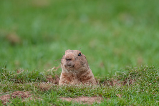 Marmot