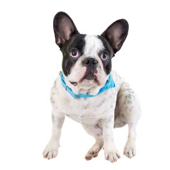 Adorable French bulldog over white background