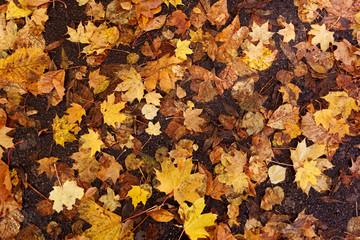 Colorful autumn leaves