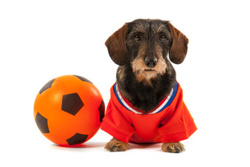 Wire haired dachshund as sports fan