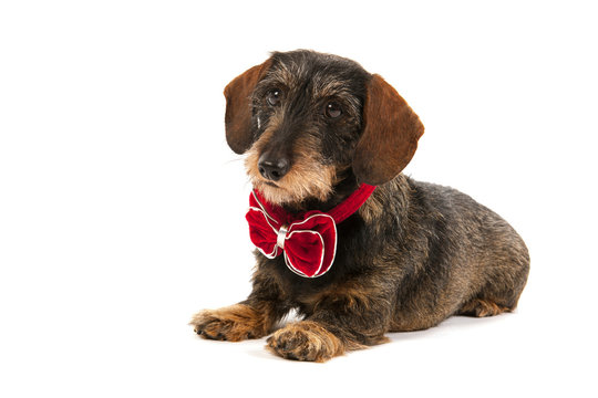 Wire Haired Dachshund With Christmas Bow