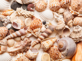sea shells background