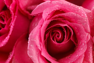 pink rose closeup