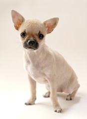 gentle fawn Chihuahua puppy sitting on neutral background