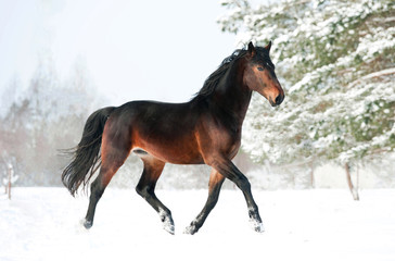 Bay horse running in winter