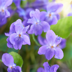 Viola flowers