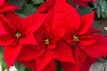 Poinsettia plants in bloom as Christmas decorations