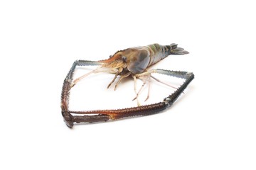 Giant Freshwater Prawn  on white background