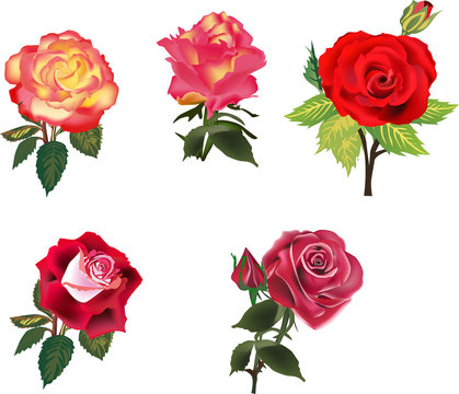 five isolated red and orange roses collection