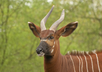 Bongo