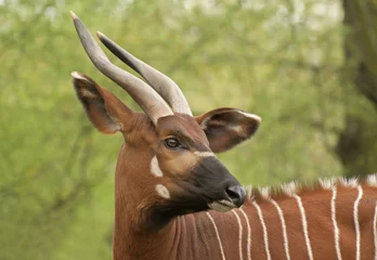 Fototapeten Antilope Bongo  © kerstiny