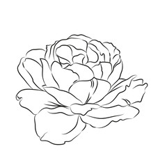 Contour of rose.